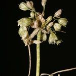 Allium pallens Other