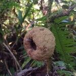 Tambourissa elliptica Fruit