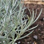 Helichrysum italicum Blad