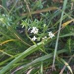 Galium pumilum Кветка