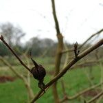 Stewartia rostrata Fruto