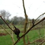 Stewartia rostrata Fruit