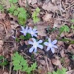 Scilla luciliaeFlower