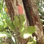 Austrobuxus pauciflorus পাতা
