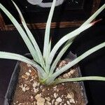 Agave striata Ліст