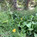 Lathyrus annuus Flower