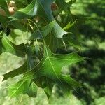 Quercus coccinea Fulla