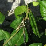 Vigna luteola Frukto