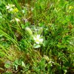 Cerastium diffusum Mosusu