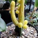 Chamaecereus silvestrii 葉