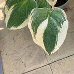 Hosta plantagineaЛист