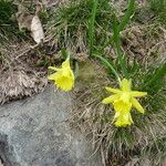 Narcissus jacetanus 花
