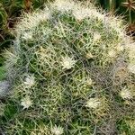 Mammillaria decipiens Habit