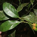 Ocotea meziana Hoja