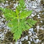 Ambrosia artemisiifolia Blad