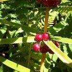 Polygonatum verticillatum Ffrwyth