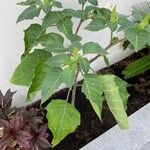 Datura metel Folha