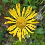 Doronicum clusii Flower