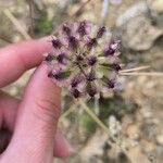 Scabiosa triandra Çiçek