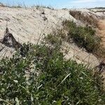 Atriplex portulacoides Habit