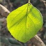 Cordia monoica Hoja