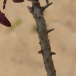 Iberis procumbens Corteccia