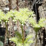 Sedum sediforme Flower