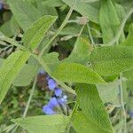 Symphytum caucasicum Casca