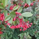 Cotoneaster coriaceus 叶