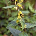 Triumfetta pilosa Flower