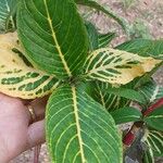 Sanchezia oblonga Leaf