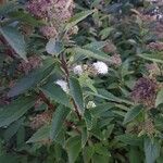 Spiraea alba Fula