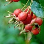 Rosa abietina Fruit