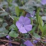 Vinca minorКветка