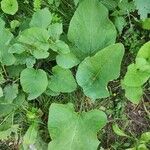 Arctium tomentosumLeaf