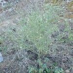 Lepidium graminifolium Агульны выгляд