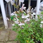 Salvia greggii Flor