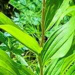 Maianthemum racemosum Blatt