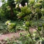 Elephantopus mollis Flower