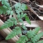 Dryopteris remota पत्ता