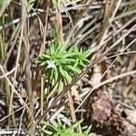 Galium humifusum Leaf