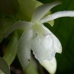 Epidendrum octomerioides Kukka