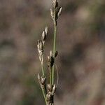 Juncus gerardi Frucht