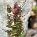 Veronica nummularia 花