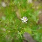 Spergularia diandra Flor