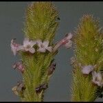 Verbena lasiostachys പുഷ്പം