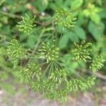 Chaerophyllum bulbosumFlower