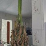 Acanthocereus tetragonus Συνήθη χαρακτηριστικά