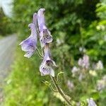 Aconitum septentrionale Цвят