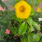 Allamanda cathartica Folha